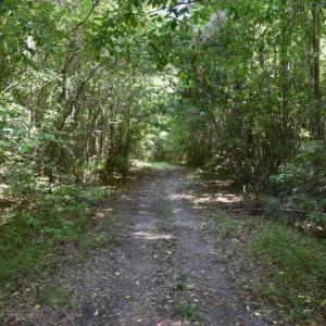 Photo #18 of SOLD property in  Off Hwy 17 and Off Springs Road, Washington, NC 53.0 acres