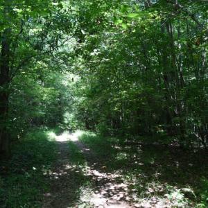 Photo #19 of SOLD property in  Off Hwy 17 and Off Springs Road, Washington, NC 53.0 acres