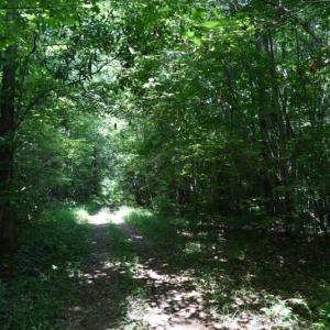 Photo #19 of SOLD property in  Off Hwy 17 and Off Springs Road, Washington, NC 53.0 acres