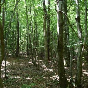 Photo #20 of SOLD property in  Off Hwy 17 and Off Springs Road, Washington, NC 53.0 acres