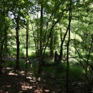 Photo #21 of SOLD property in  Off Hwy 17 and Off Springs Road, Washington, NC 53.0 acres