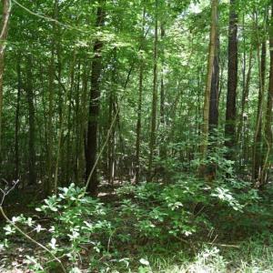 Photo #22 of SOLD property in  Off Hwy 17 and Off Springs Road, Washington, NC 53.0 acres