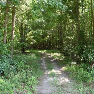 Photo #23 of SOLD property in  Off Hwy 17 and Off Springs Road, Washington, NC 53.0 acres