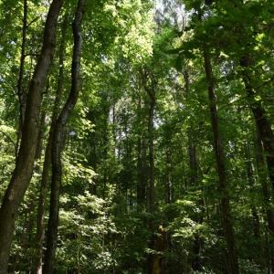 Photo #24 of SOLD property in  Off Hwy 17 and Off Springs Road, Washington, NC 53.0 acres