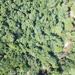 Photo #7 of SOLD property in Off Fletcher Chapel Road, Kenbridge, VA 76.0 acres