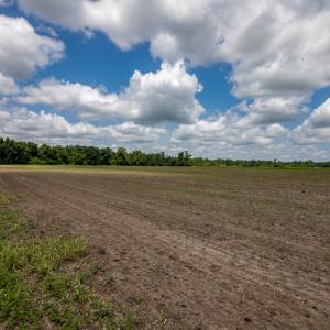 Photo #9 of SOLD property in Off Tedder Road, Fairmont, NC 27.9 acres