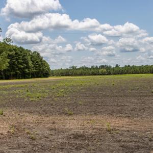 Photo #12 of SOLD property in Off Tedder Road, Fairmont, NC 27.9 acres