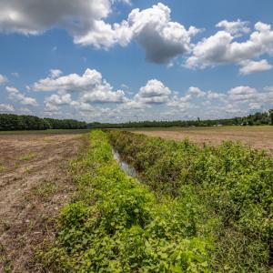 Photo #16 of SOLD property in Off Tedder Road, Fairmont, NC 27.9 acres