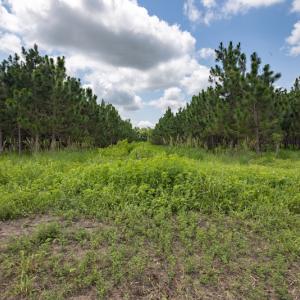 Photo #18 of SOLD property in Off Tedder Road, Fairmont, NC 27.9 acres