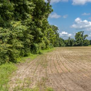 Photo #3 of SOLD property in Off Tedder Road, Fairmont, NC 27.9 acres
