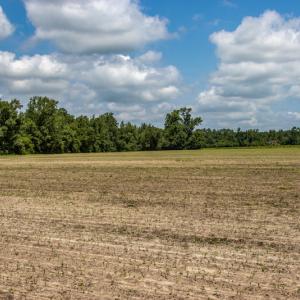 Photo #6 of SOLD property in Off Tedder Road, Fairmont, NC 27.9 acres