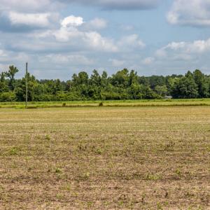 Photo #8 of SOLD property in Off Tedder Road, Fairmont, NC 27.9 acres