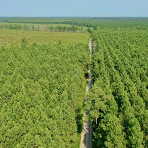 Photo #2 of SOLD property in Off War Tom Road, Aulander, NC 89.0 acres