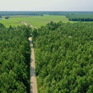 Photo #3 of SOLD property in Off War Tom Road, Aulander, NC 89.0 acres