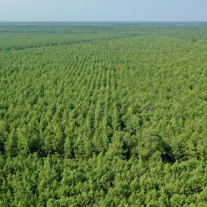 Photo #4 of SOLD property in Off War Tom Road, Aulander, NC 89.0 acres
