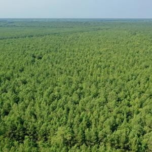 Photo #5 of SOLD property in Off War Tom Road, Aulander, NC 89.0 acres