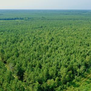Photo #6 of SOLD property in Off War Tom Road, Aulander, NC 89.0 acres