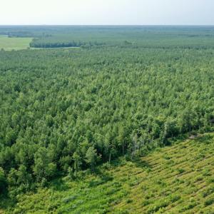 Photo #7 of SOLD property in Off War Tom Road, Aulander, NC 89.0 acres