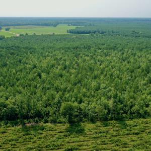 Photo #8 of SOLD property in Off War Tom Road, Aulander, NC 89.0 acres