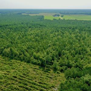 Photo #9 of SOLD property in Off War Tom Road, Aulander, NC 89.0 acres