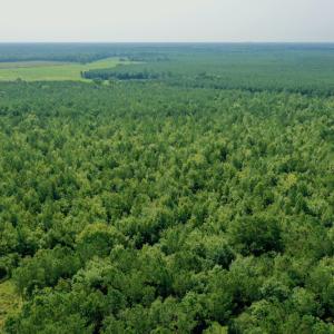 Photo #10 of SOLD property in Off War Tom Road, Aulander, NC 89.0 acres