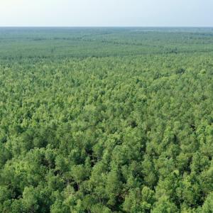Photo #11 of SOLD property in Off War Tom Road, Aulander, NC 89.0 acres