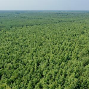 Photo #12 of SOLD property in Off War Tom Road, Aulander, NC 89.0 acres