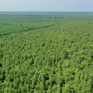 Photo #13 of SOLD property in Off War Tom Road, Aulander, NC 89.0 acres