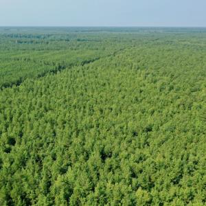 Photo #14 of SOLD property in Off War Tom Road, Aulander, NC 89.0 acres