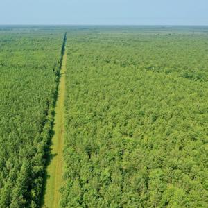 Photo #15 of SOLD property in Off War Tom Road, Aulander, NC 89.0 acres