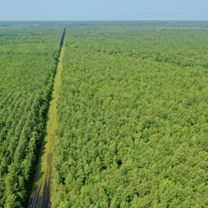 Photo #16 of SOLD property in Off War Tom Road, Aulander, NC 89.0 acres