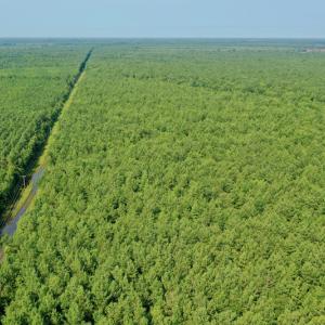 Photo #17 of SOLD property in Off War Tom Road, Aulander, NC 89.0 acres