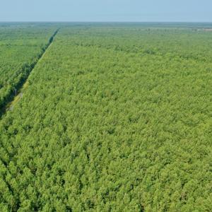 Photo #18 of SOLD property in Off War Tom Road, Aulander, NC 89.0 acres
