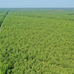 Photo #19 of SOLD property in Off War Tom Road, Aulander, NC 89.0 acres