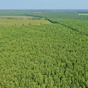 Photo #21 of SOLD property in Off War Tom Road, Aulander, NC 89.0 acres