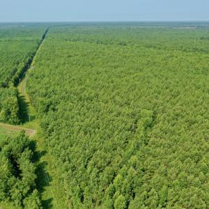 Photo #22 of SOLD property in Off War Tom Road, Aulander, NC 89.0 acres