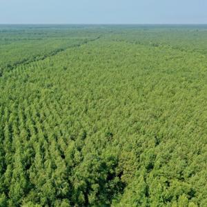 Photo #24 of SOLD property in Off War Tom Road, Aulander, NC 89.0 acres