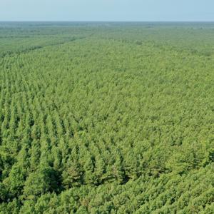 Photo #25 of SOLD property in Off War Tom Road, Aulander, NC 89.0 acres
