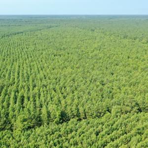 Photo #26 of SOLD property in Off War Tom Road, Aulander, NC 89.0 acres