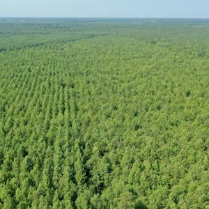 Photo #27 of SOLD property in Off War Tom Road, Aulander, NC 89.0 acres