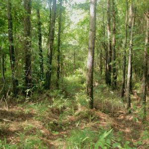 Photo #28 of SOLD property in Off War Tom Road, Aulander, NC 89.0 acres