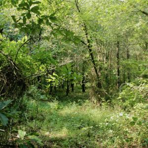 Photo #29 of SOLD property in Off War Tom Road, Aulander, NC 89.0 acres