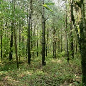 Photo #30 of SOLD property in Off War Tom Road, Aulander, NC 89.0 acres
