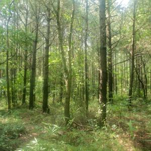 Photo #31 of SOLD property in Off War Tom Road, Aulander, NC 89.0 acres