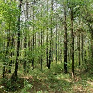 Photo #32 of SOLD property in Off War Tom Road, Aulander, NC 89.0 acres