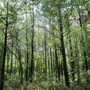 Photo #34 of SOLD property in Off War Tom Road, Aulander, NC 89.0 acres