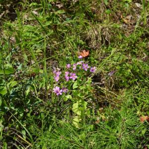 Photo #17 of Off Reservior View Drive, Pittsville, VA 5.0 acres