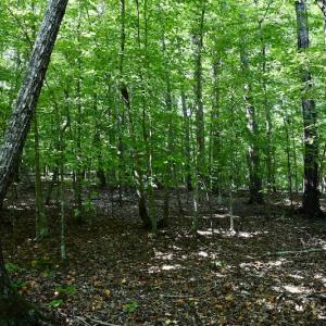 Photo #18 of Off Reservior View Drive, Pittsville, VA 5.0 acres