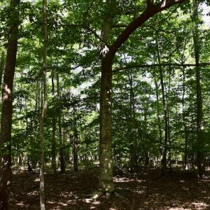 Photo #20 of Off Reservior View Drive, Pittsville, VA 5.0 acres