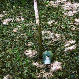 Photo #21 of Off Reservior View Drive, Pittsville, VA 5.0 acres